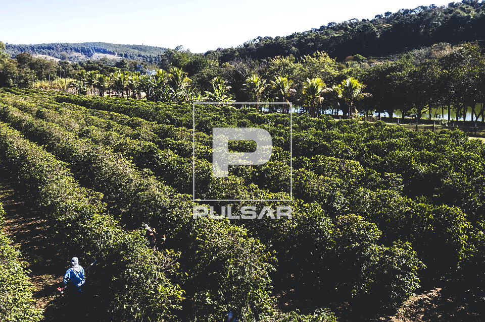 Vista de drone de plantação de café do tipo catuaí vermelho e amarelo - 