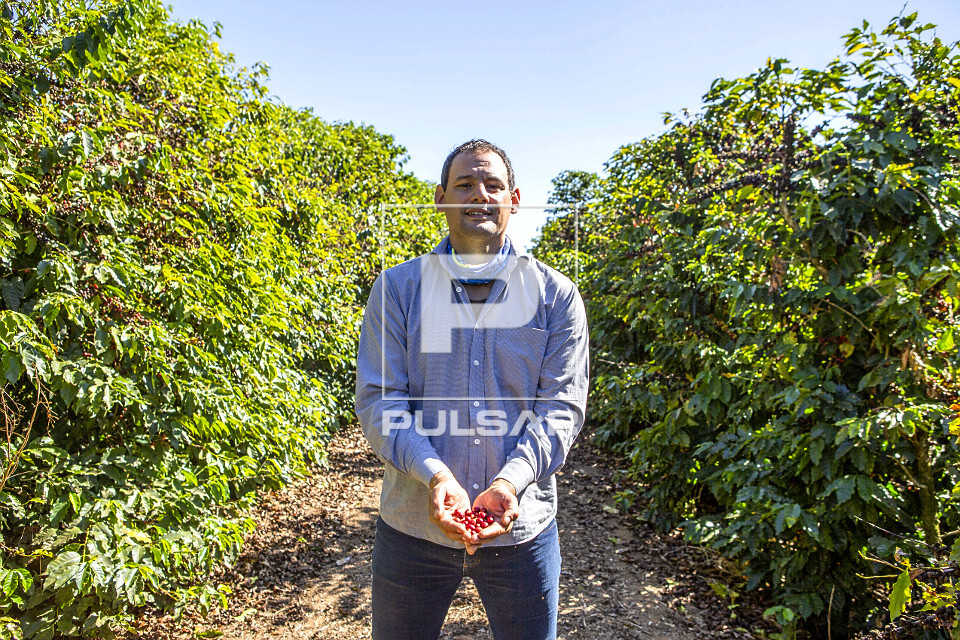 Cafeicultor mostra frutos de café do tipo catuaí vermelho - 