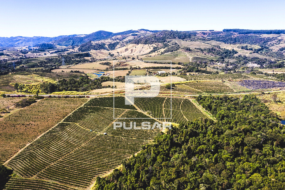Vista de drone de propriedade rural com plantação de café do tipo catuaí vermelho e amarelo - 