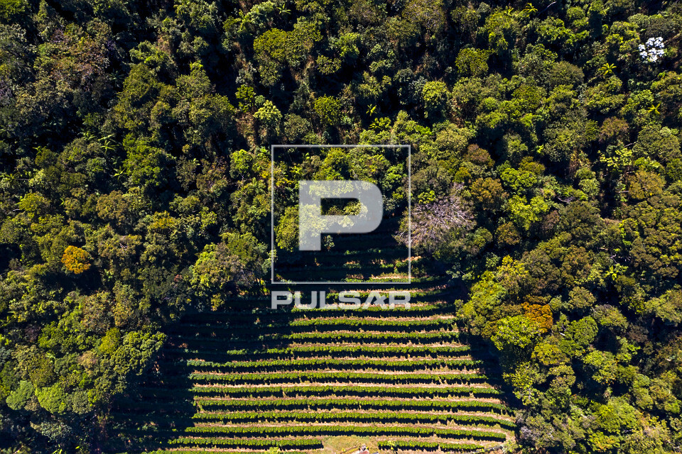 Vista de drone de plantação de café do tipo catuaí e mata nativa preservada - 