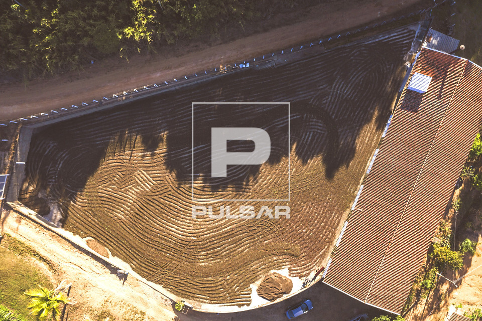 Vista de drone de grãos de café do tipo catuaí durante secagem ao sol no terreiro - à direita galpão para