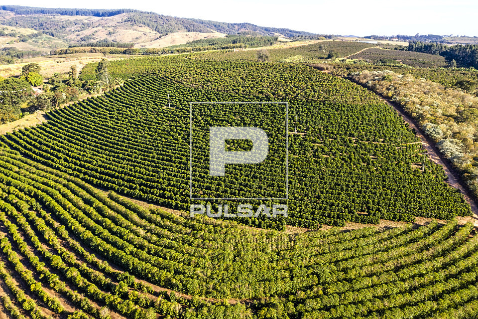 Vista de drone de propriedade rural com plantação de café do tipo catuaí vermelho e amarelo - 