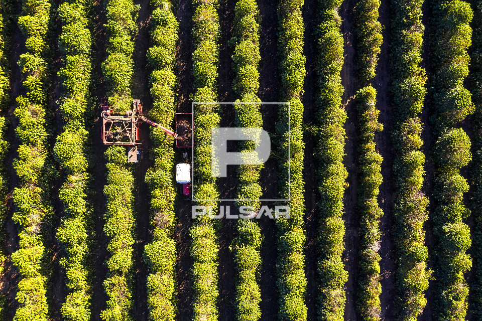 Vista de drone de colheita mecanizada de café do tipo catuaí - 