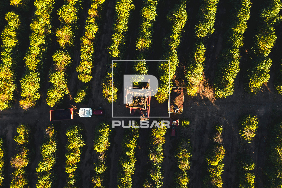 Vista de drone de colheita mecanizada de café do tipo catuaí - 