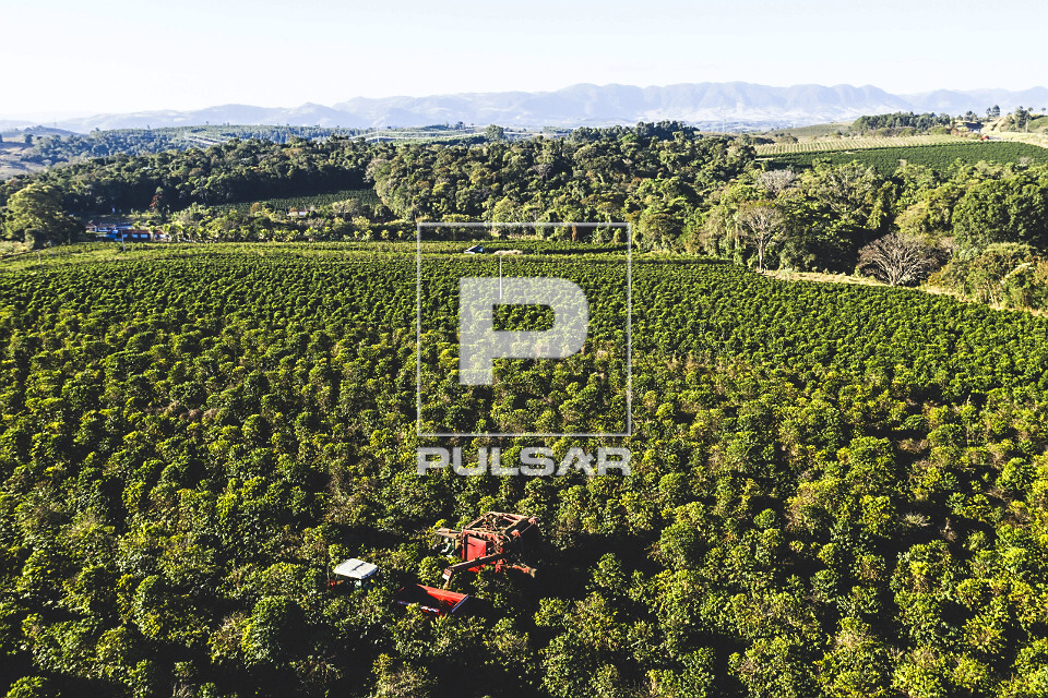 Vista de drone de colheita mecanizada de café do tipo catuaí - 