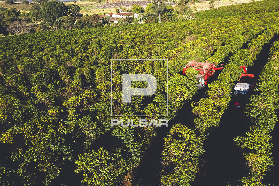 Vista de drone de colheita mecanizada de café do tipo catuaí - 