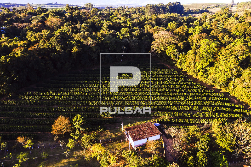 Vista de drone de plantação de café do tipo catuaí e mata nativa preservada - 