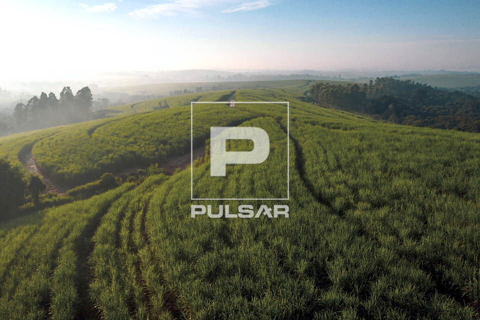 Vista de drone de plantação de cana-de-açúcar  - 