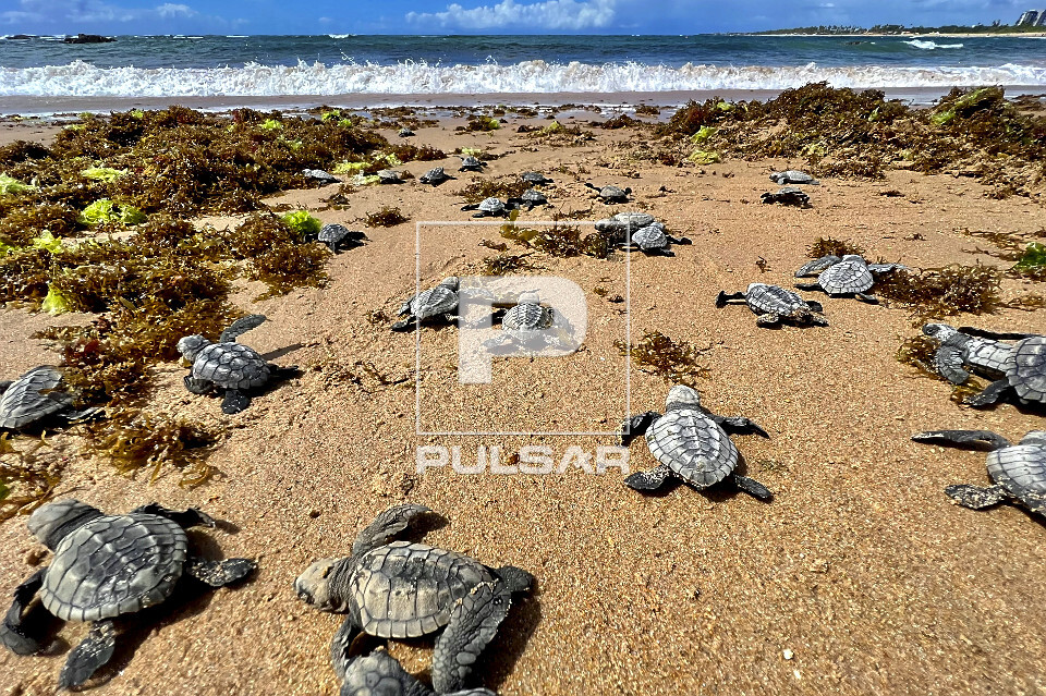 Filhotes de tartarugas-marinhas a caminho do mar - nascimento natural na praia de Busca de Vida - APA Área de