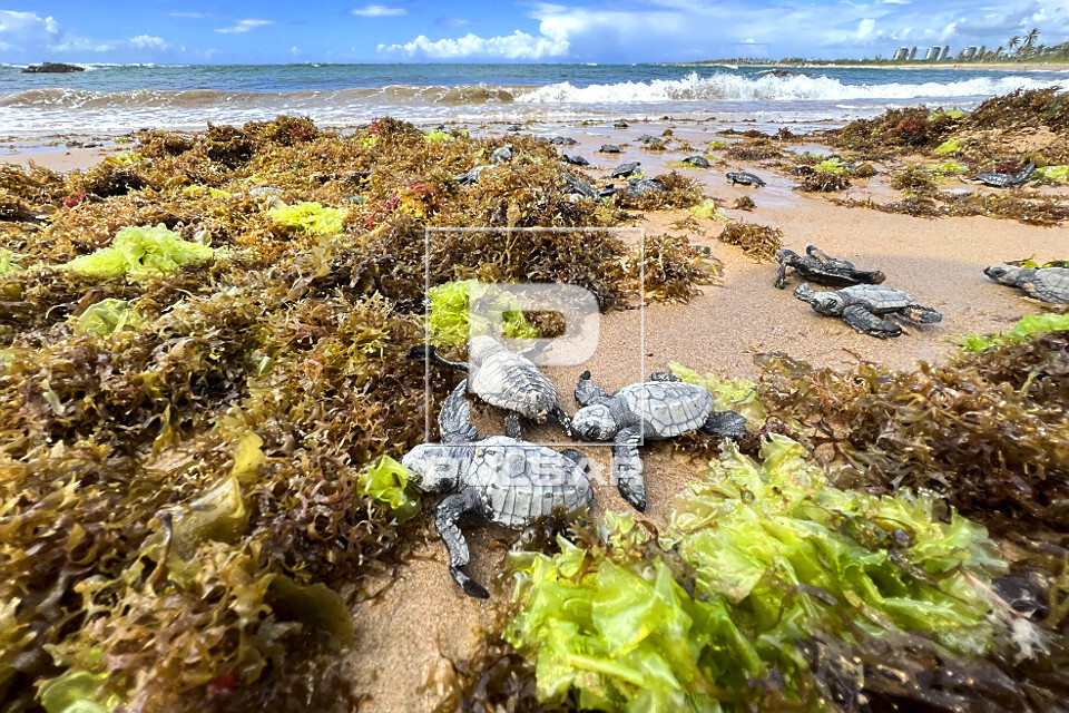 Filhotes de tartarugas-marinhas a caminho do mar - nascimento natural na praia de Busca de Vida - APA Área de