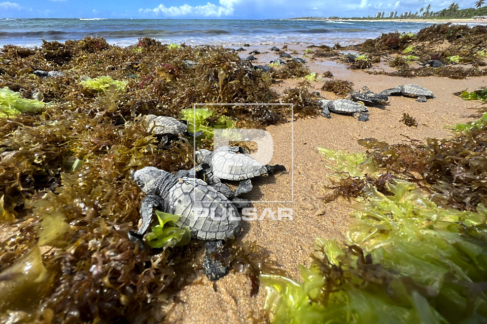 Filhotes de tartarugas-marinhas a caminho do mar - nascimento natural na praia de Busca de Vida - APA Área de