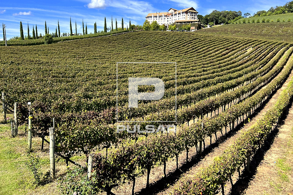Plantação de uvas para fabricação de vinho e ao fundo hotel spa - Vale dos Vinhedos na Serra Gaúcha