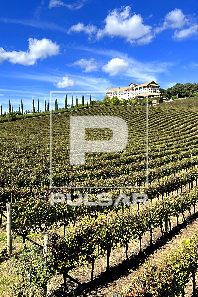 Plantação de uvas para fabricação de vinho e ao fundo hotel spa - Vale dos Vinhedos na Serra Gaúcha