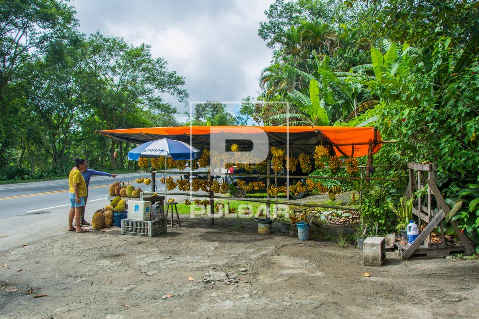 Venda de banana-ouro na margem da Rodovia Rio-Santos - Santos BR-101