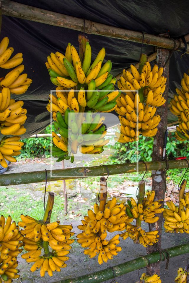 Venda de banana-ouro na margem da Rodovia Rio-Santos - Santos BR-101