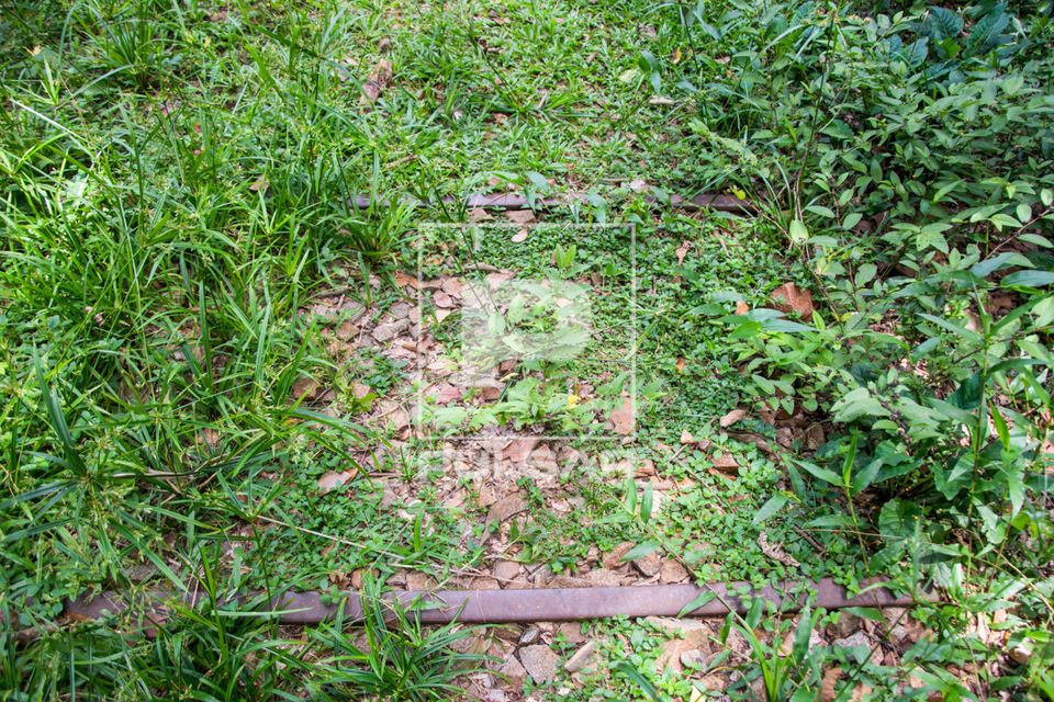 Trliha do Trilho do Trem do Parque Estadual Vassununga