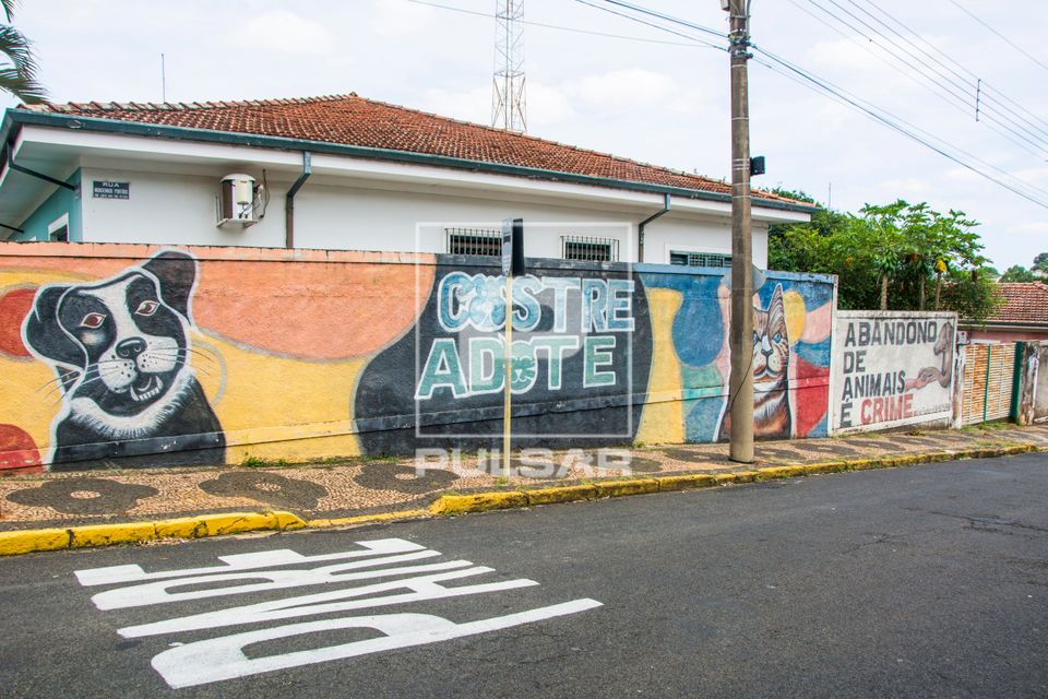 Incentivo a castração de animal doméstico - abandono de animais é crime - centro da cidade