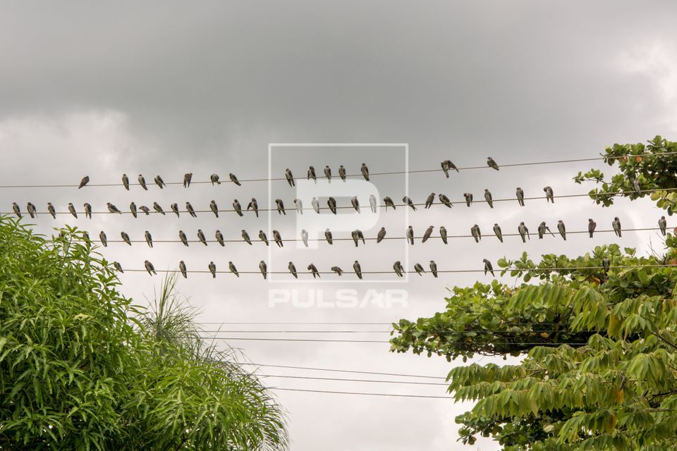 Andorinhas pousadas no fio da rede elétrica