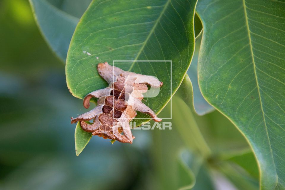 Lagarta de mariposa conhecida como lagarta-aranha