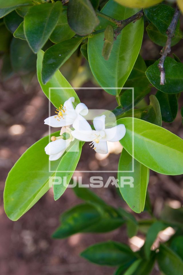 Flores de laranjeira  