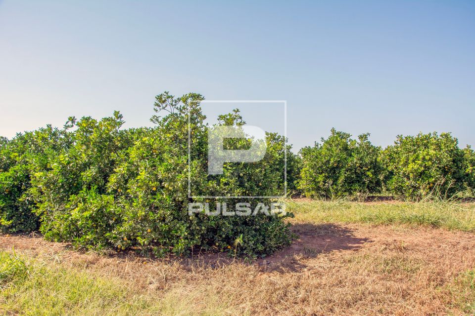 Plantação de laranjas