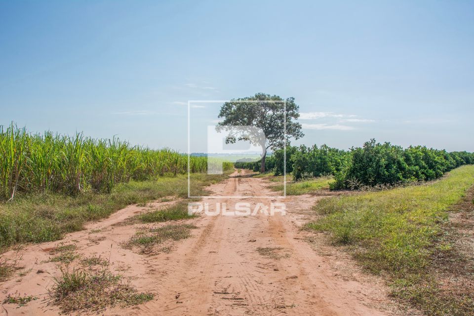 Canavial e plantação de laranja - à direita