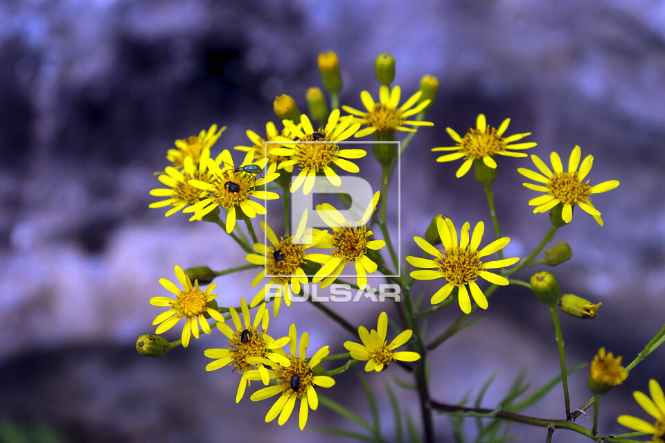 Maria-mole , flor-das-almas , flor-de-finados ou vassoura-mole - Pseudogynoxys sp - na trilha do Palmito Mole 