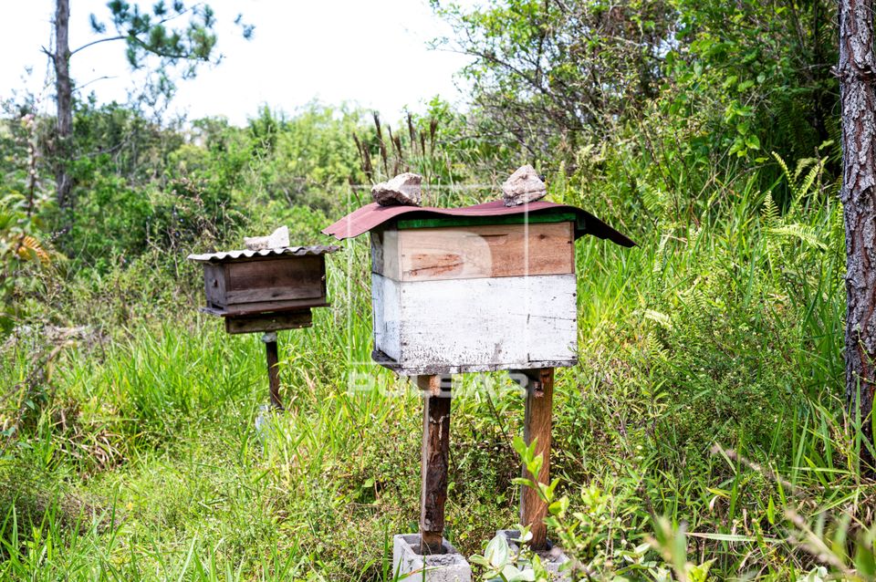 Meliponário da Aldeia de Retomada Nhanderekoá da etnia Guarani Mbya