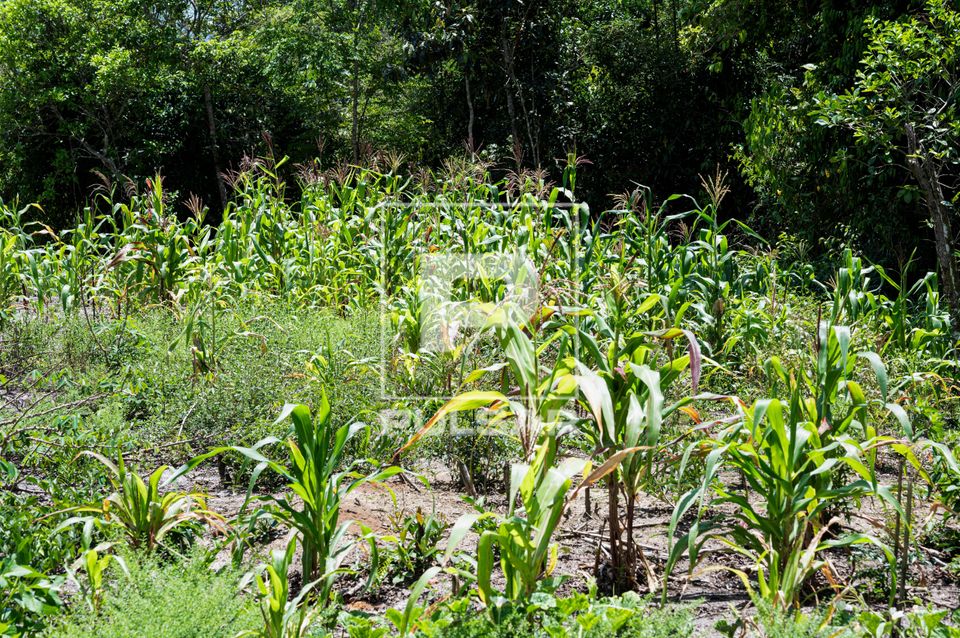 Roça de milho da Aldeia de Retomada Nhanderekoá da etnia Guarani Mbya