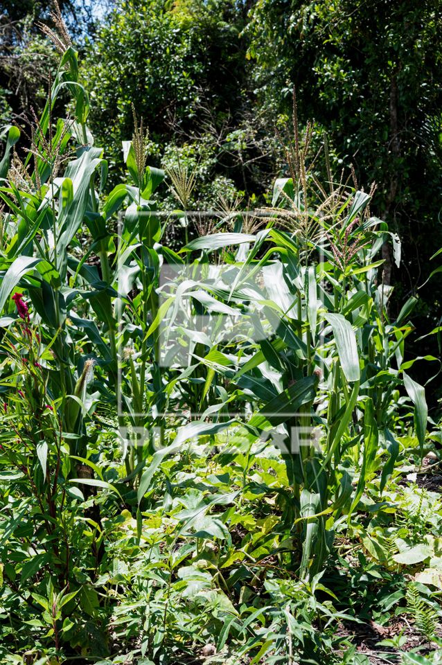Roça de milho da Aldeia de Retomada Nhanderekoá da etnia Guarani Mbya