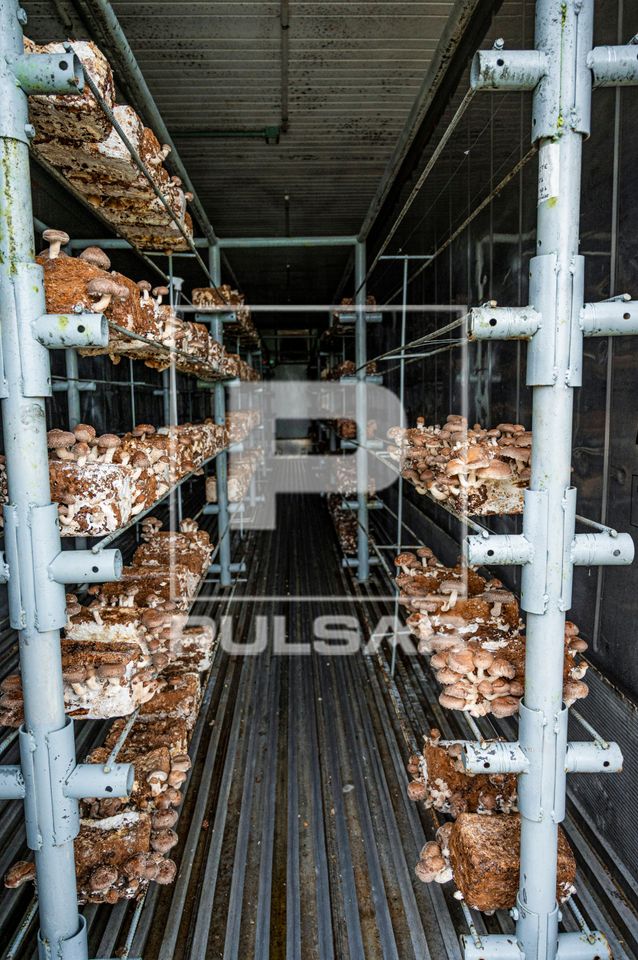 Cultivo de cogumelo shitake com uso de substrato em contêiner