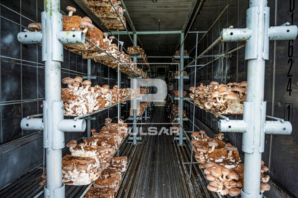Cultivo de cogumelo shitake com uso de substrato em contêiner