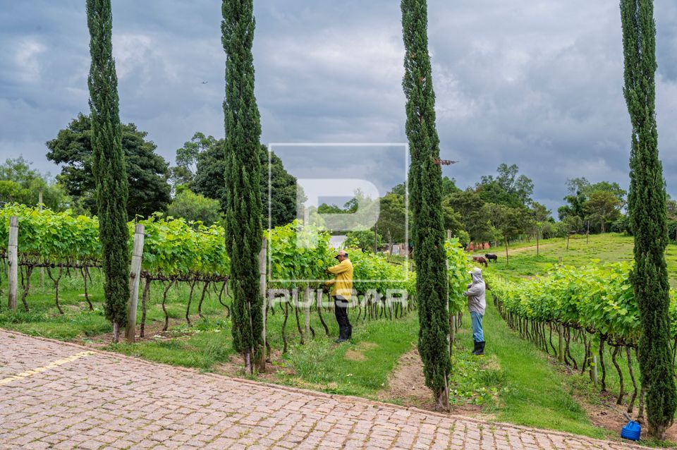  Trabalhadores rurais fazendo o manejo das videiras
