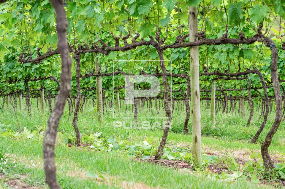 Plantação de uvas viníferas