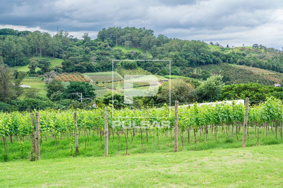 Plantação de uvas viníferas 