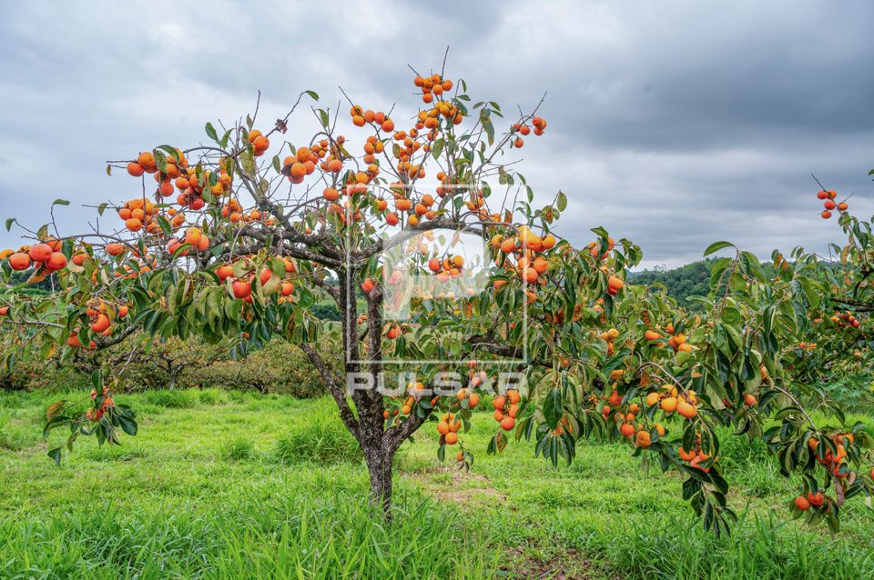 Plantação de caqui