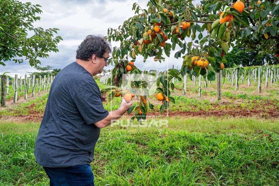 Trabalhador rural manejando caqui