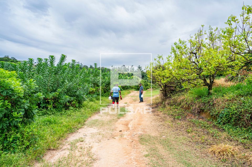 Plantação de seriguela - circuito das frutas