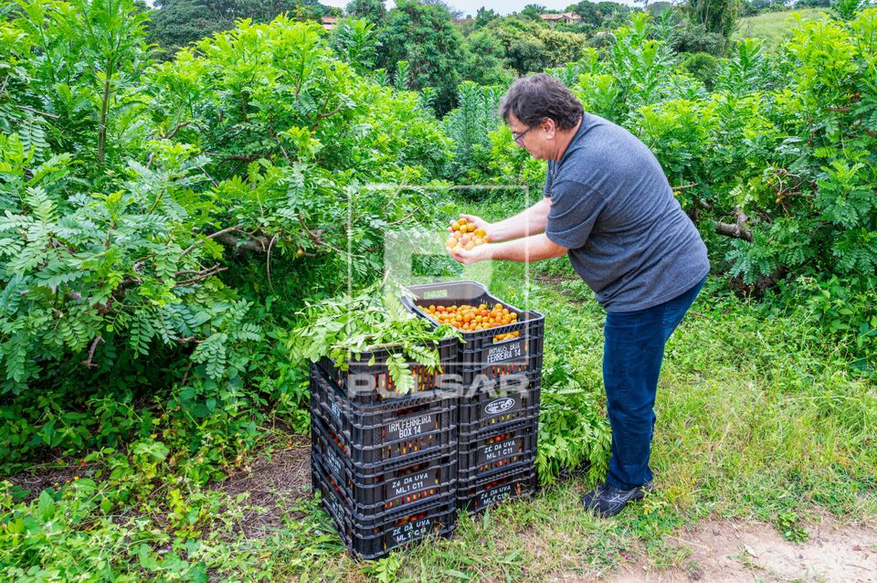 Trabalhador rural mostrando colheita de seriguela - circuito das frutas