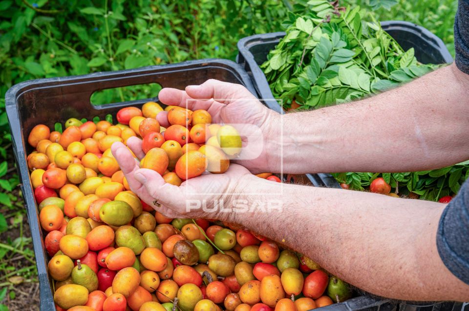 Mãos de trabalhador rural mostrando colheita de seriguela - circuito das frutas
