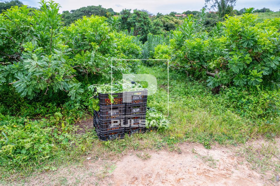 Colheita de seriguela - circuito das frutas