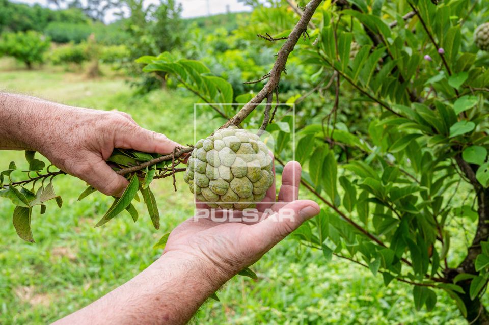 Plantação de atemoia - circuito das frutas