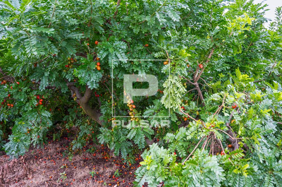Plantação de seriguela - circuito das frutas