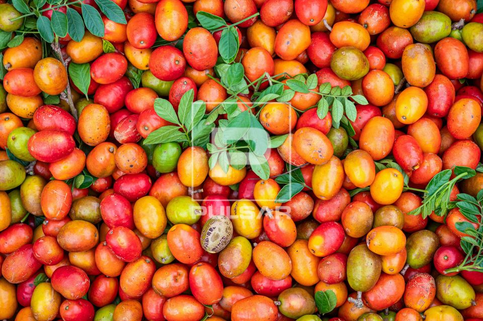 Frutos de seriguela após colheita - circuito das frutas