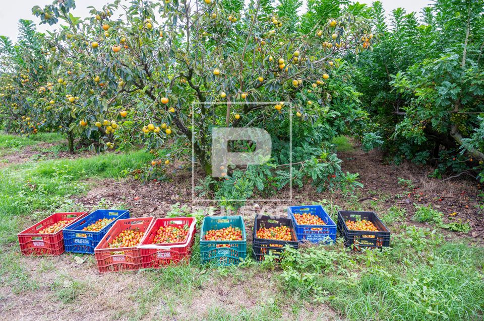 Seriguelas em caixotes após colheita  - circuito das frutas