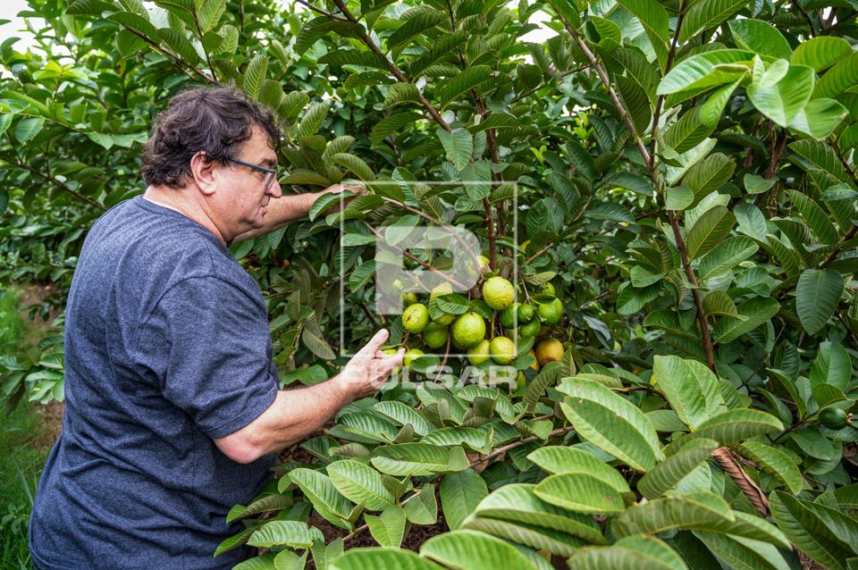 Trabalhador rural durante colheita de goiabas - circuito das frutas