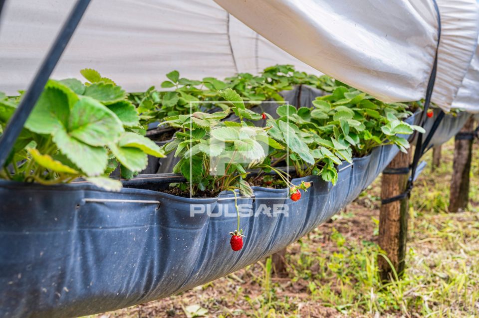 Plantação de morangos - circuito das frutas