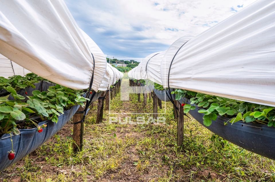 Plantação de morangos protegida por cobertura em túnel suspenso - circuito das frutas