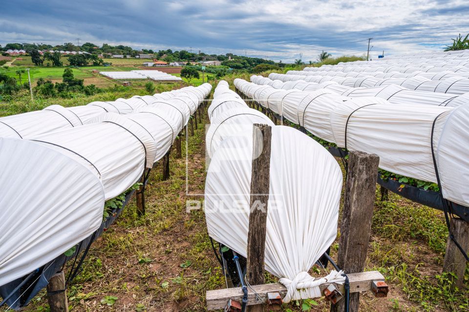 Plantação de morangos protegida por cobertura em túnel suspenso - circuito das frutas