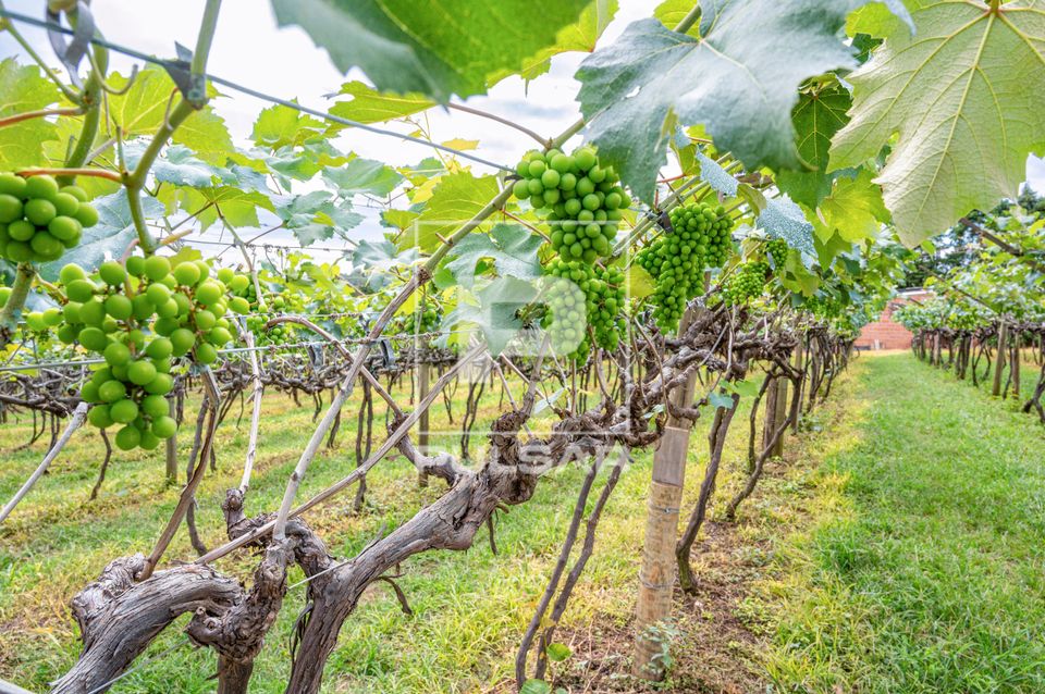 Plantação de uvas - circuitos das frutas